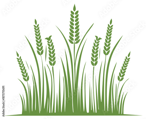 Green wheat stalks and grass in silhouette against a white background symbolizing agriculture and harvest