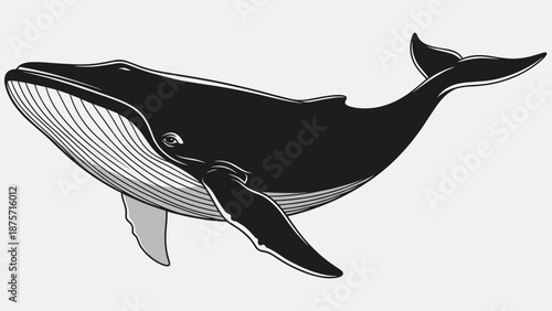 Black and White Whale Illustration.