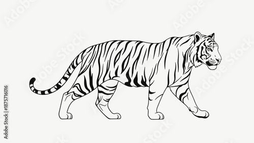 Black and White Tiger Illustration.
