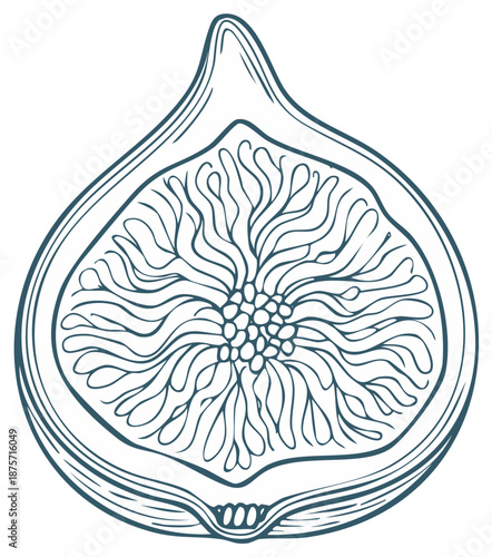 Stylized outline drawing of a halved fig showing its internal seeds and flesh