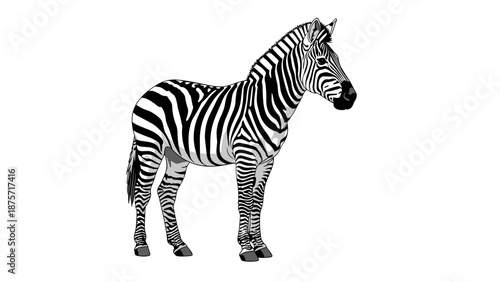 Zebra Standing Alone on White Background.