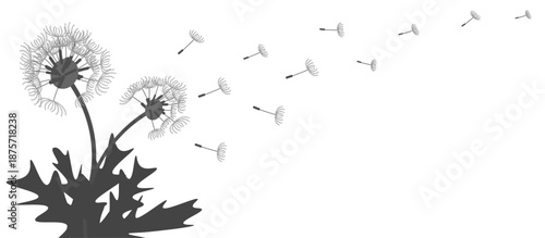 silhouette of dandelion