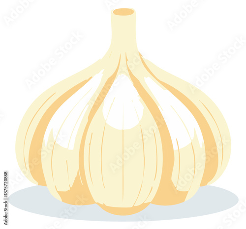 Stylized vector illustration of a fresh whole garlic bulb ingredient