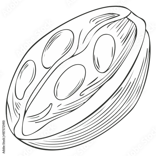Detailed line art illustration of a date fruit cut open showing natural texture and pit cavity