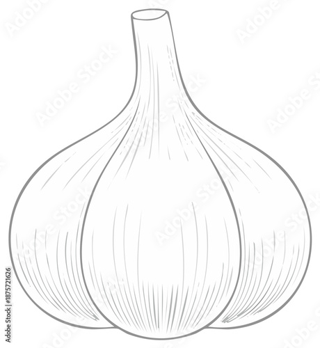 Detailed Garlic Bulb Line Art Graphic Ingredient Herb