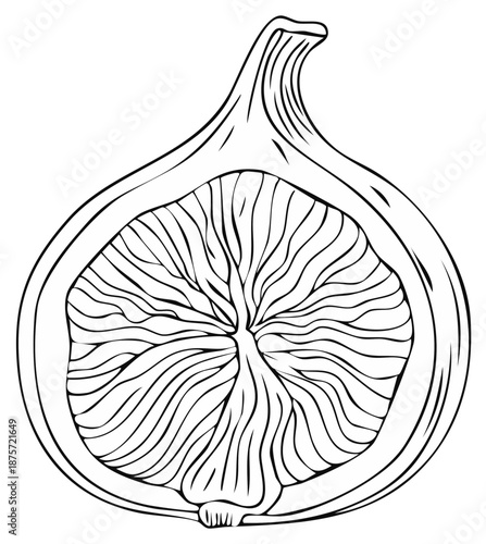 Black and white illustration of a fresh fig cut in half