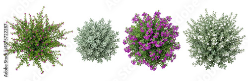 Top View Of Four Different Shrubs Isolated On White Background