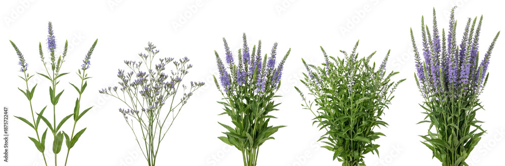 Fototapeta premium Five Bunches of Purple Veronica Flowers and Green Foliage Isolated on White