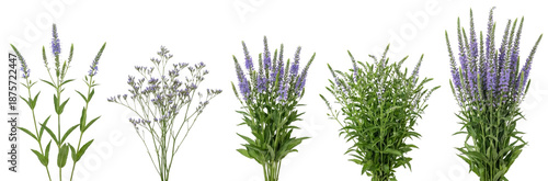 Five Bunches of Purple Veronica Flowers and Green Foliage Isolated on White
