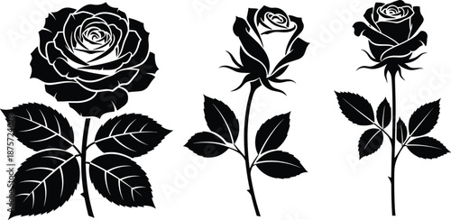 Three black and white roses with leaves on a white background flower petals