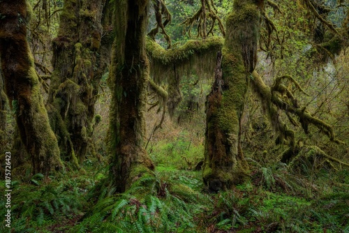 Bilde på lerret High-resolution landscape of a lush temperate rainforest