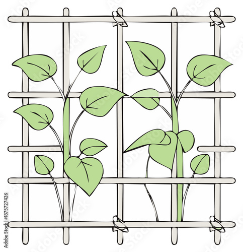 Plant vines growing on a wooden trellis, botanical illustration