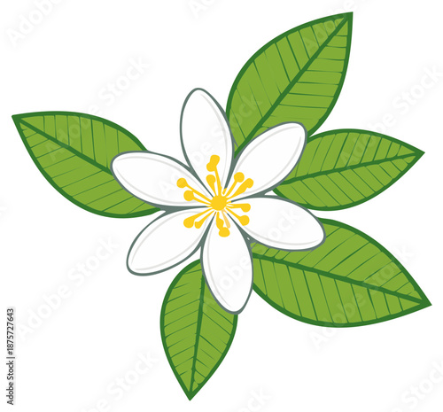 Blossom of Citrus Fruits with Green Leaves Vector Illustration