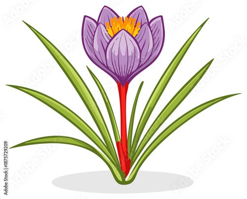Vector illustration of a blooming saffron crocus flower with valuable red stigmas, a precious spice