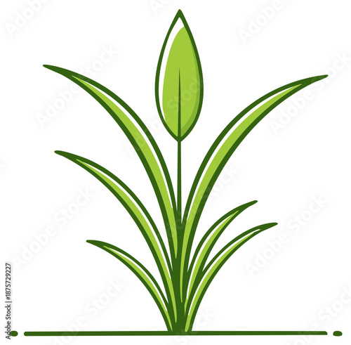 Green grass plant with flowing leaves and a single sprout on a white background