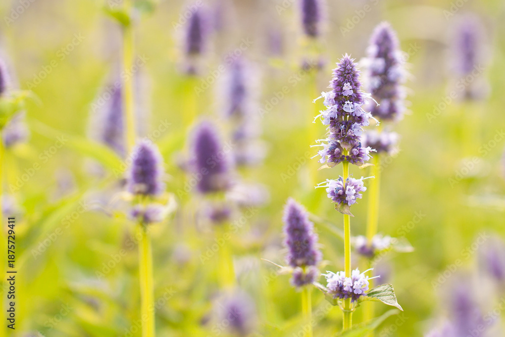 Fototapeta premium Delicate wonderful sage flowers
