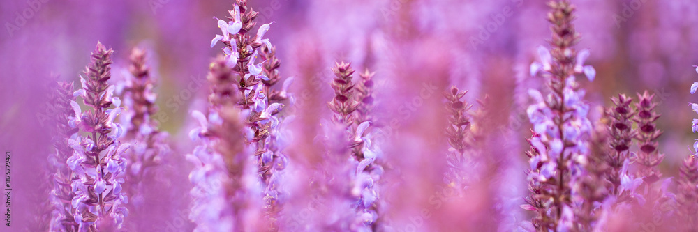 Obraz premium Bright purple sage flowers