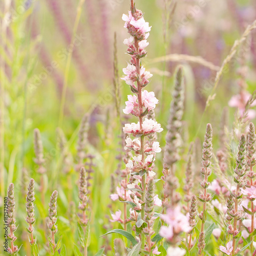 Delicate pink sage in a summer field