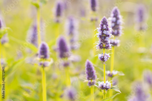 Delicate wonderful sage flowers