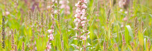 Wonderful pink sage in a summer field