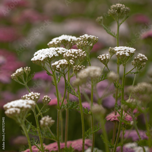Beautiful blooming yarrow in a summer field