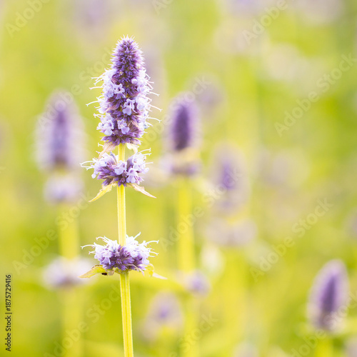 Delicate, wonderful sage flower in a field