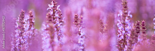Bright purple sage flowers