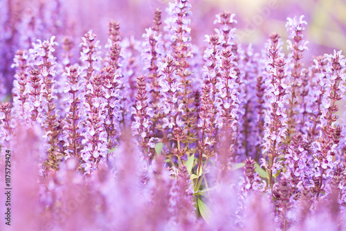 Purple sage flowers