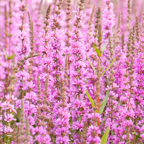Bright lush purple sage flowers