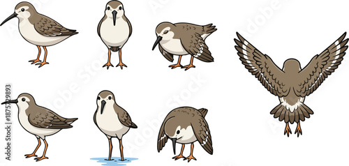 vector illustration of sandpiper funny cute cartoon mascot character cartoon with 7 poses 02