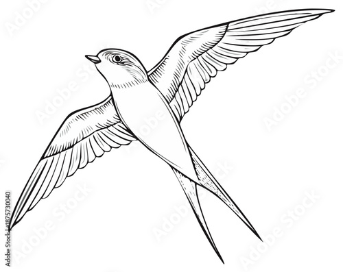 Elegant swallow flying with wings spread illustration in monochrome outlines, swift graceful bird in flight