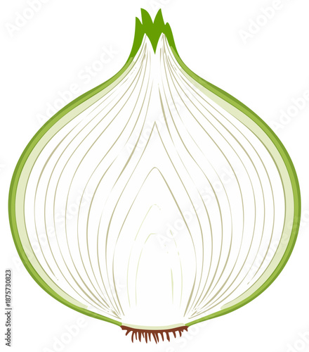 Freshly sliced green onion with distinct layers and root detail shown in cross section