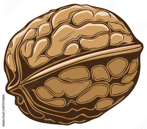 Vector illustration of a whole walnut nut with detailed texture and shading