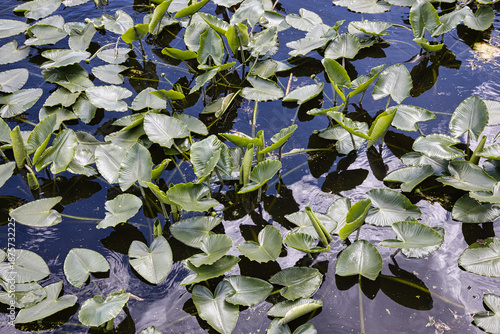 Vibrant green water lily pads floating on a peaceful pond