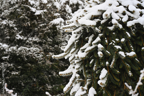 Tableau sur toile Snow covered fir branches in forest