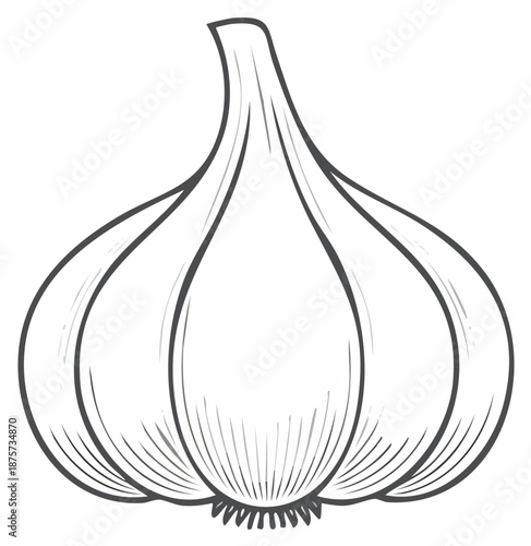 Stylized Garlic Bulb Outline Drawing Fresh Organic Cooking Ingredient