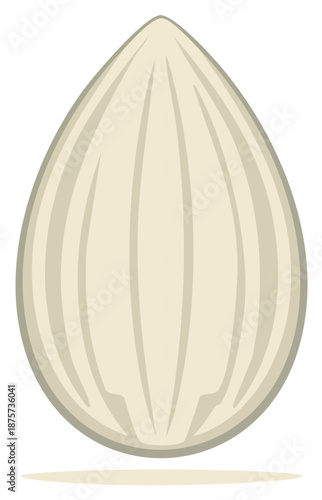 Illustration of a Whole Almond Nut Shell Showing its Texture, Shape and Natural Ivory Color