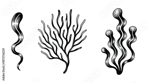 Hand drawn black and white of three distinct types of seaweed or aquatic plants kelp algae ocean
