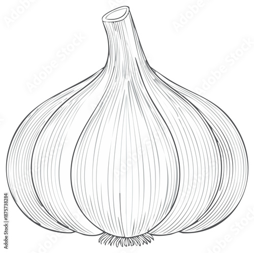 Garlic bulb illustration with outline, detailed drawing for cooking ingredient
