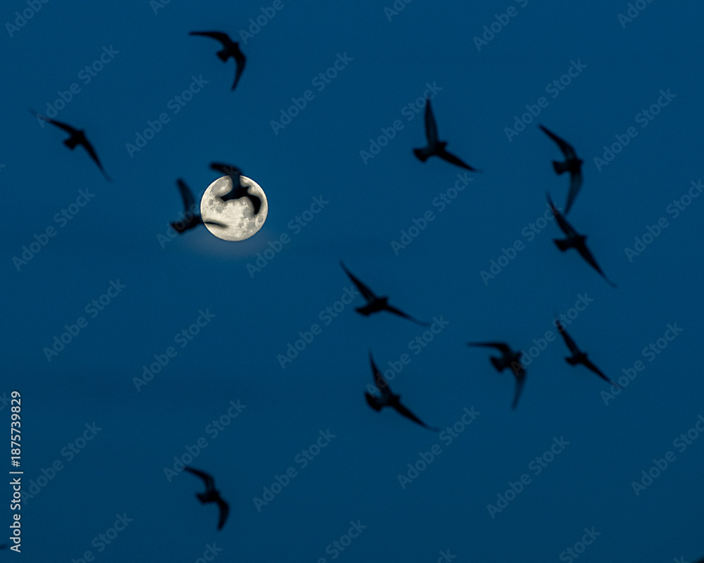 Obraz premium Gabians