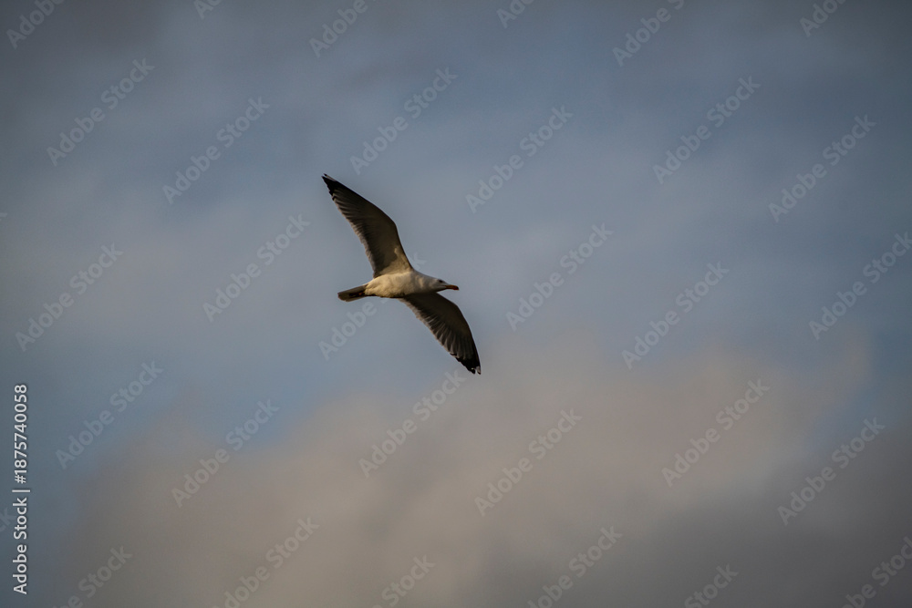 Obraz premium Gabians