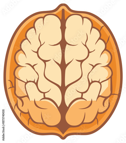 Walnut kernel illustration resembling a human brain concept for intelligence healthy eating and smart nutrition