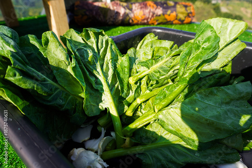 Freshly Harvested Green Spinach Leaves in Black Container Outdoors