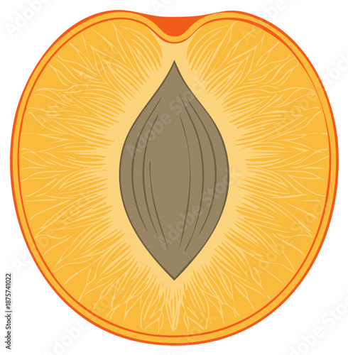 Stylized vector illustration of a ripe peach cross section with a pit and detailed flesh