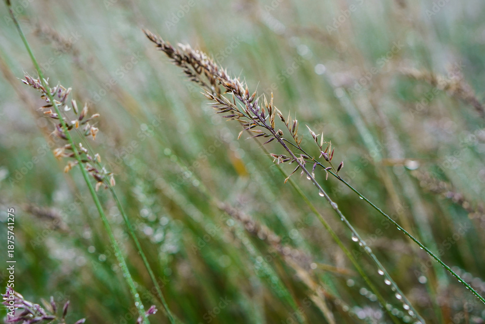 Fototapeta premium Dewy Grass Blades Glistening in Soft Morning Light on a Meadow