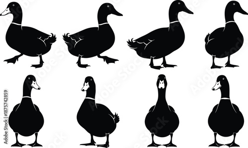 Black duck silhouette set in multiple angles, side front and back views, waterfowl bird shape collection, isolated animal vector illustration on white background.