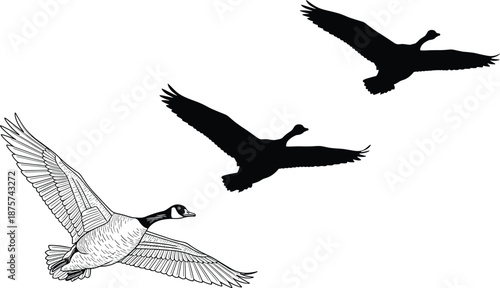 Flying goose silhouette illustration, wild bird in flight, migratory waterfowl, nature wildlife vector, black white animal design