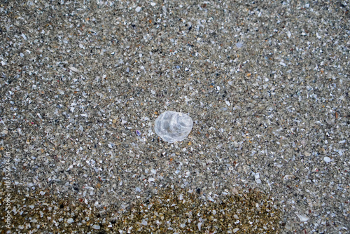 Tranquil Beach Scene Featuring a Single Shell on Sandy Ground