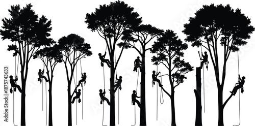Tree climbing silhouettes with ropes and harness, arborist workers pruning tall forest trees, outdoor adventure and safety equipment concept, black vector illustration
