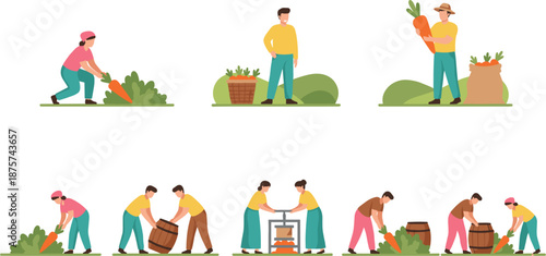 Set of farmers harvesting fresh carrots and working in garden for organic agriculture and local food production concept vector illustration